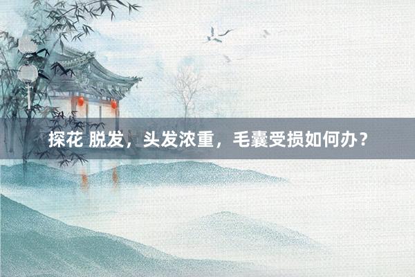 探花 脱发，头发浓重，毛囊受损如何办？